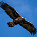 Golden Eagle