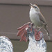 Bewick'sWren