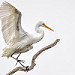 Great Egret - Capture