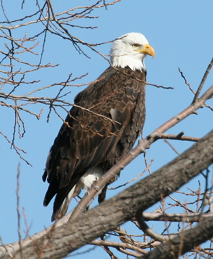 111742141-qjovslnq-baldeagleperched2-jpg