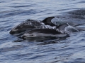 116689256-assx5gb0-pacificwhitesideddolphins2-jpg
