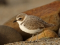 Larry Selman-Scott Creek Snowy Plover Rock8